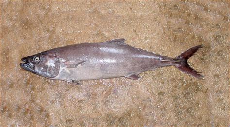 escobar fish